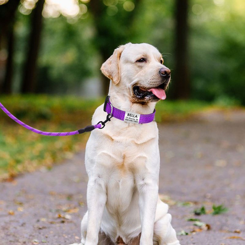 Personalized Reflective Dog Collar with Name Tag