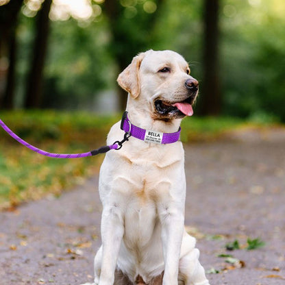 Personalized Reflective Dog Collar with Name Tag